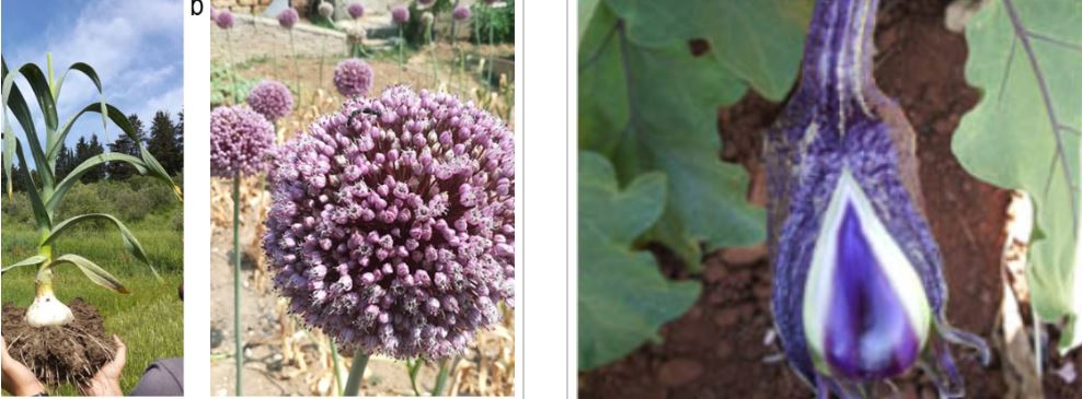 In situ landraces: best practice evidence-based database. A tool for promoting landrace conservation