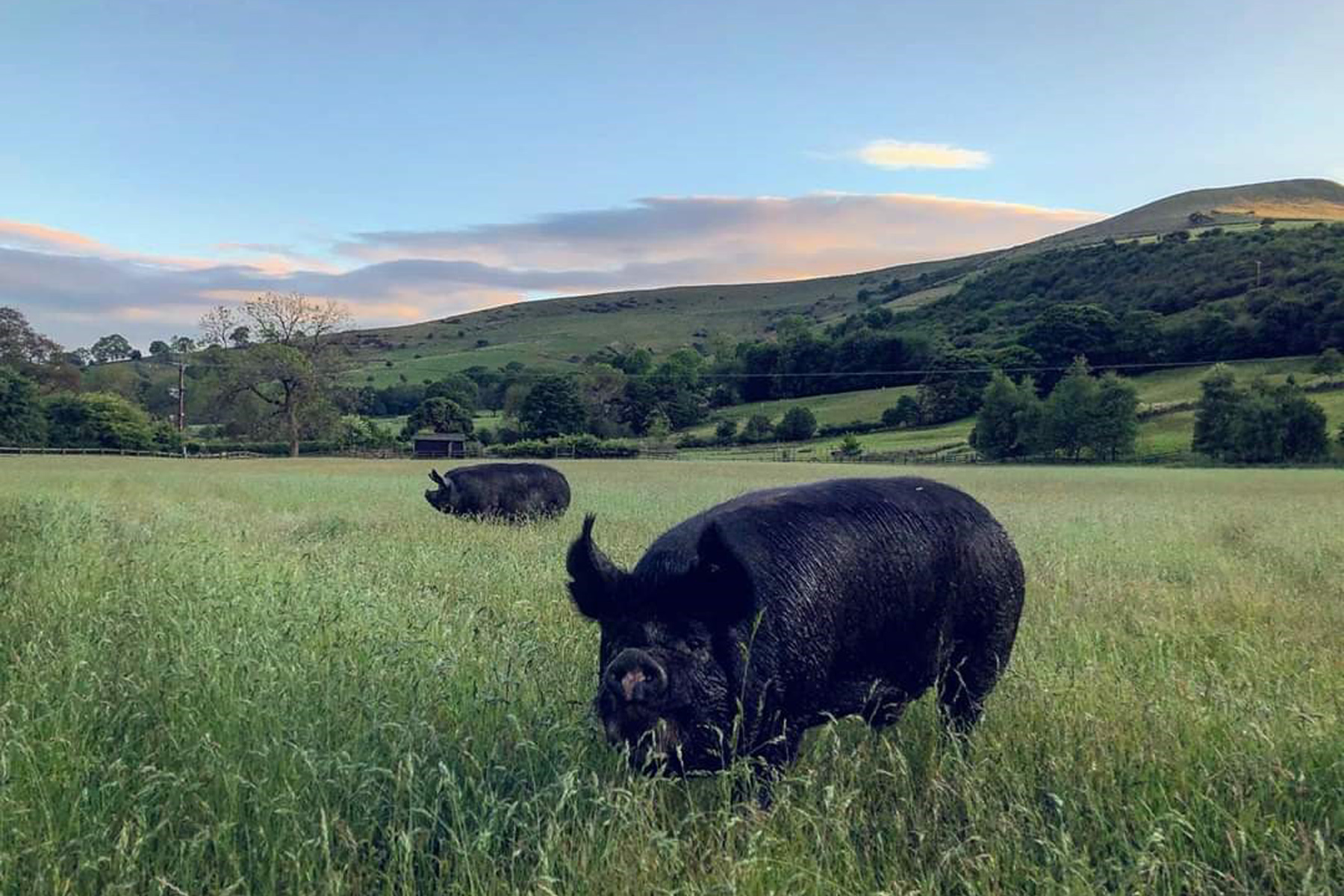 Annual Survey and Conservation Strategies for UK Native Pig Breeds